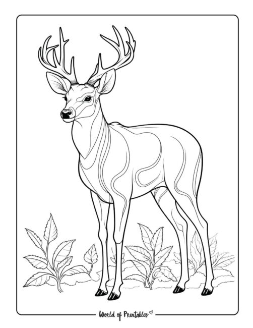 Animal coloring pages for kids adults