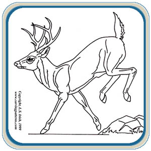 White tail deer patterns â classic carving patterns â art designs studio