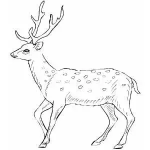 Walking deer coloring sheet