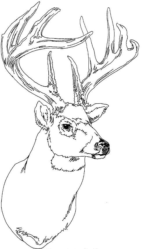 Adult coloring pages deers