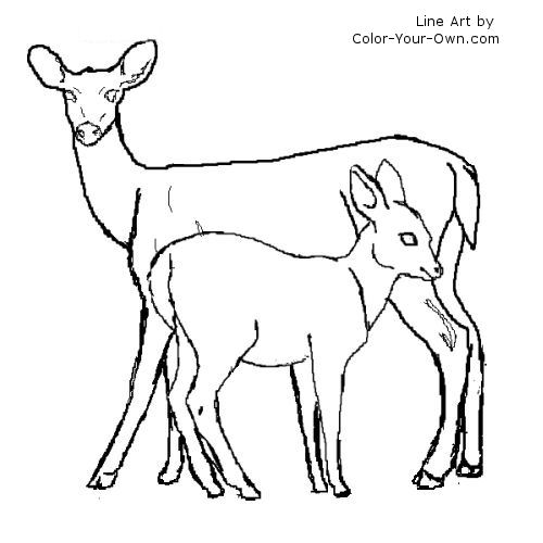 White tail deer doe and fawn coloring page