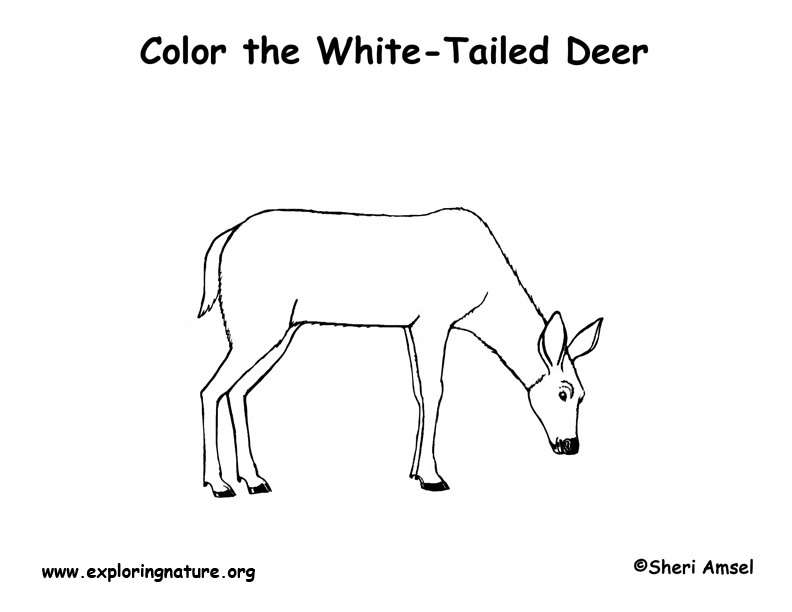 Deer white