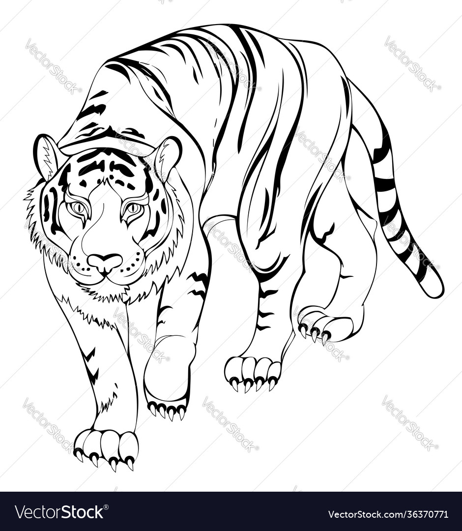 Stylized tiger black and white page for coloring vector image