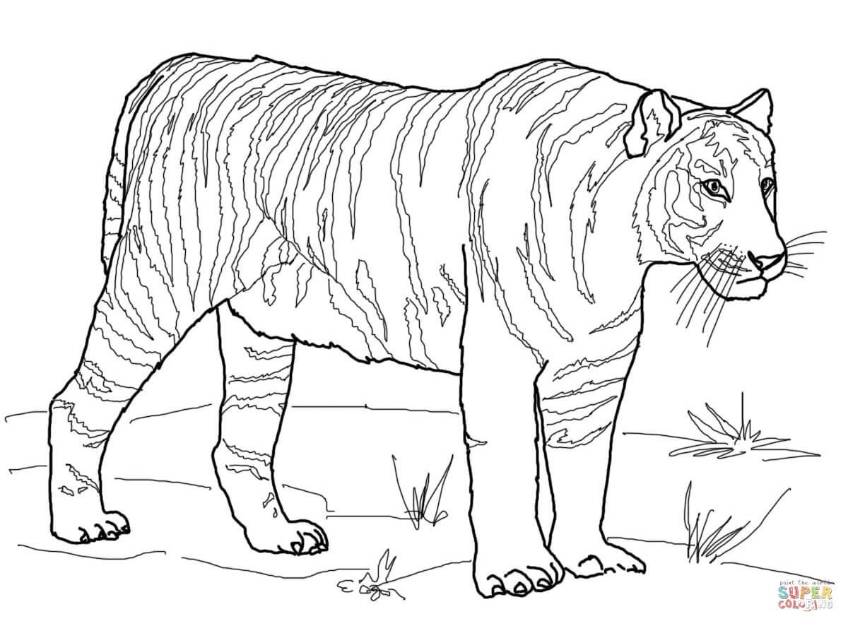 Bengal tiger coloring page free printable coloring pages