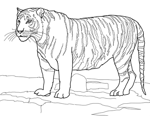 White bengal tiger coloring page free printable coloring pages