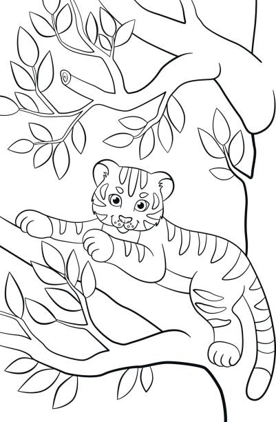 Tiger coloring stock photos pictures royalty