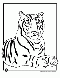 Tiger coloring pages animal jr