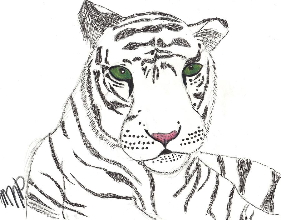 White tiger drawing by maddi pollihan