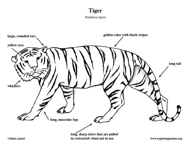 Tiger coloring page