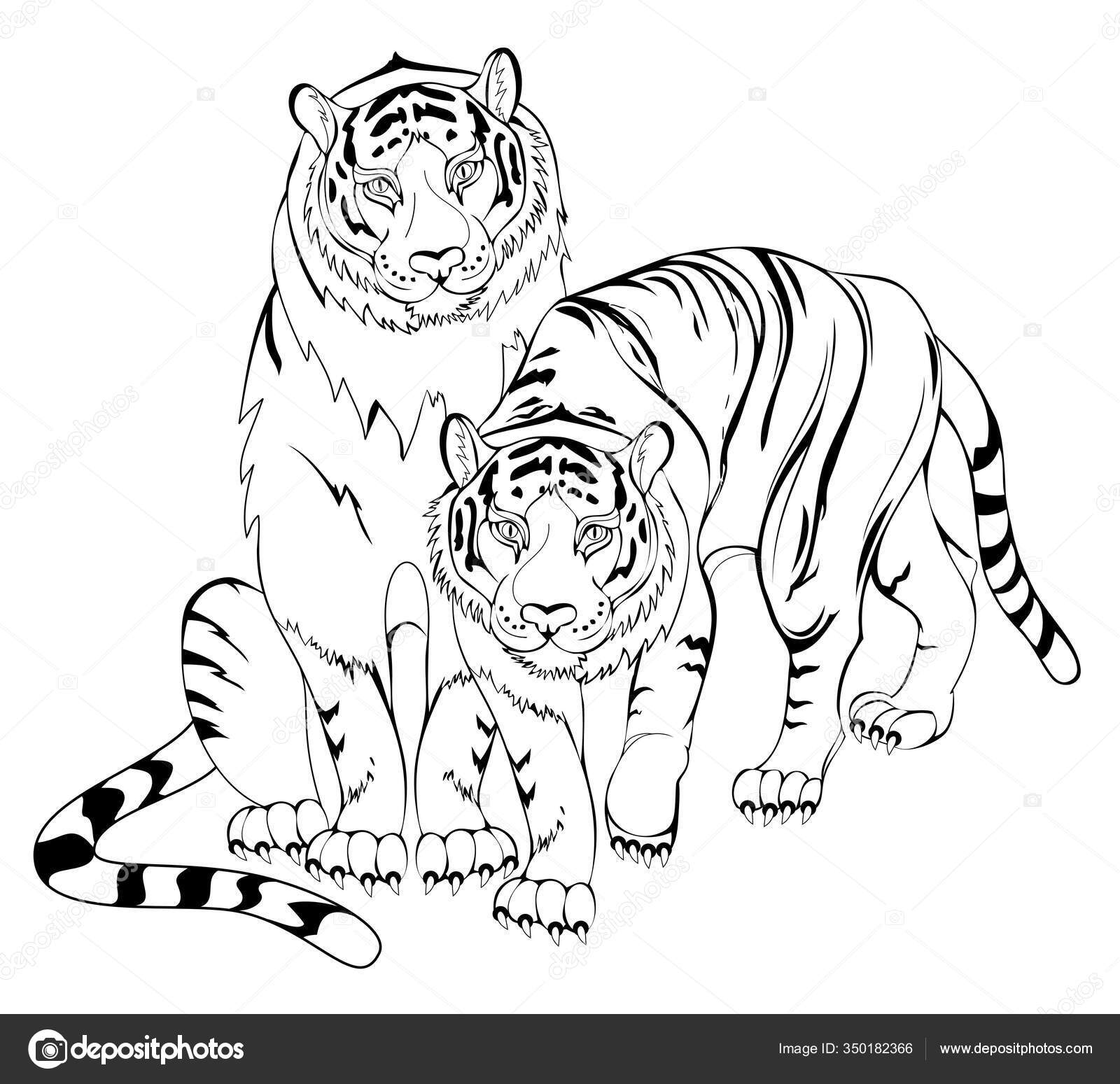 Black white page kids coloring book illustration tigers couple worksheet stock vector by nataljacernecka