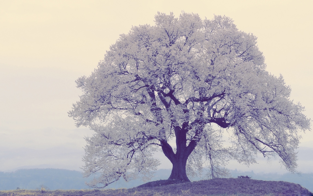 Download Free 100 + white tree wallpaper