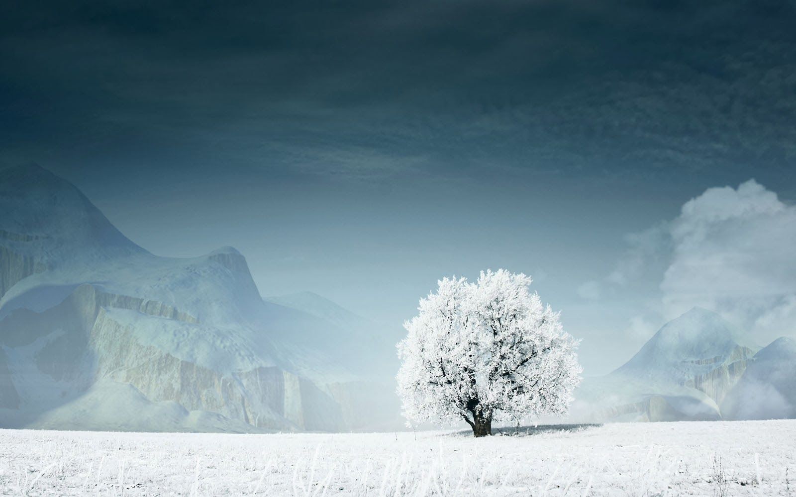 Download Free 100 + white tree wallpaper