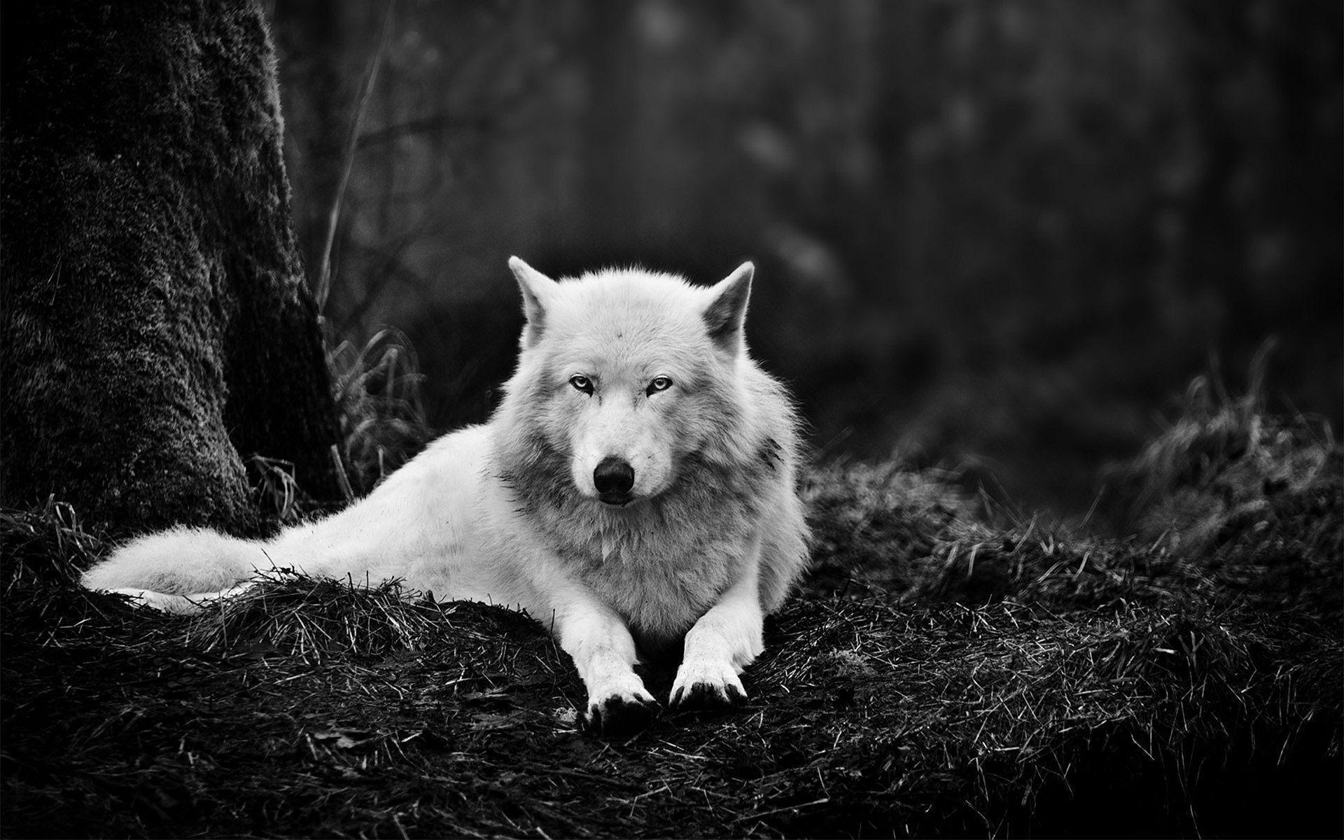 White wolf wallpapers