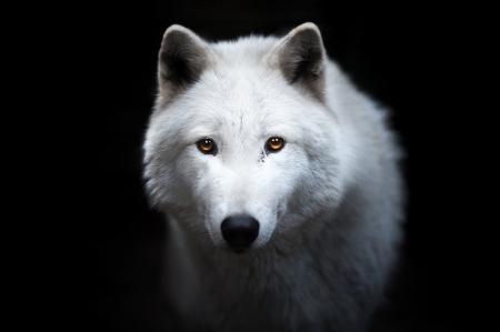 White wolf