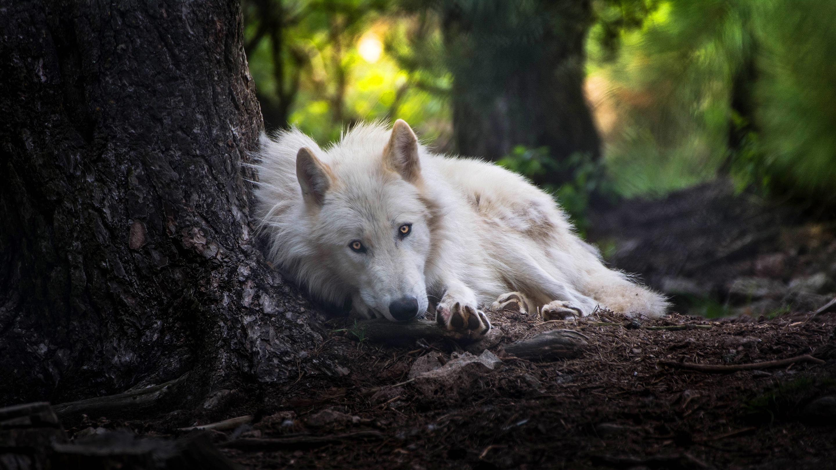 White wolf hd animals k wallpapers images backgrounds photos and pictures