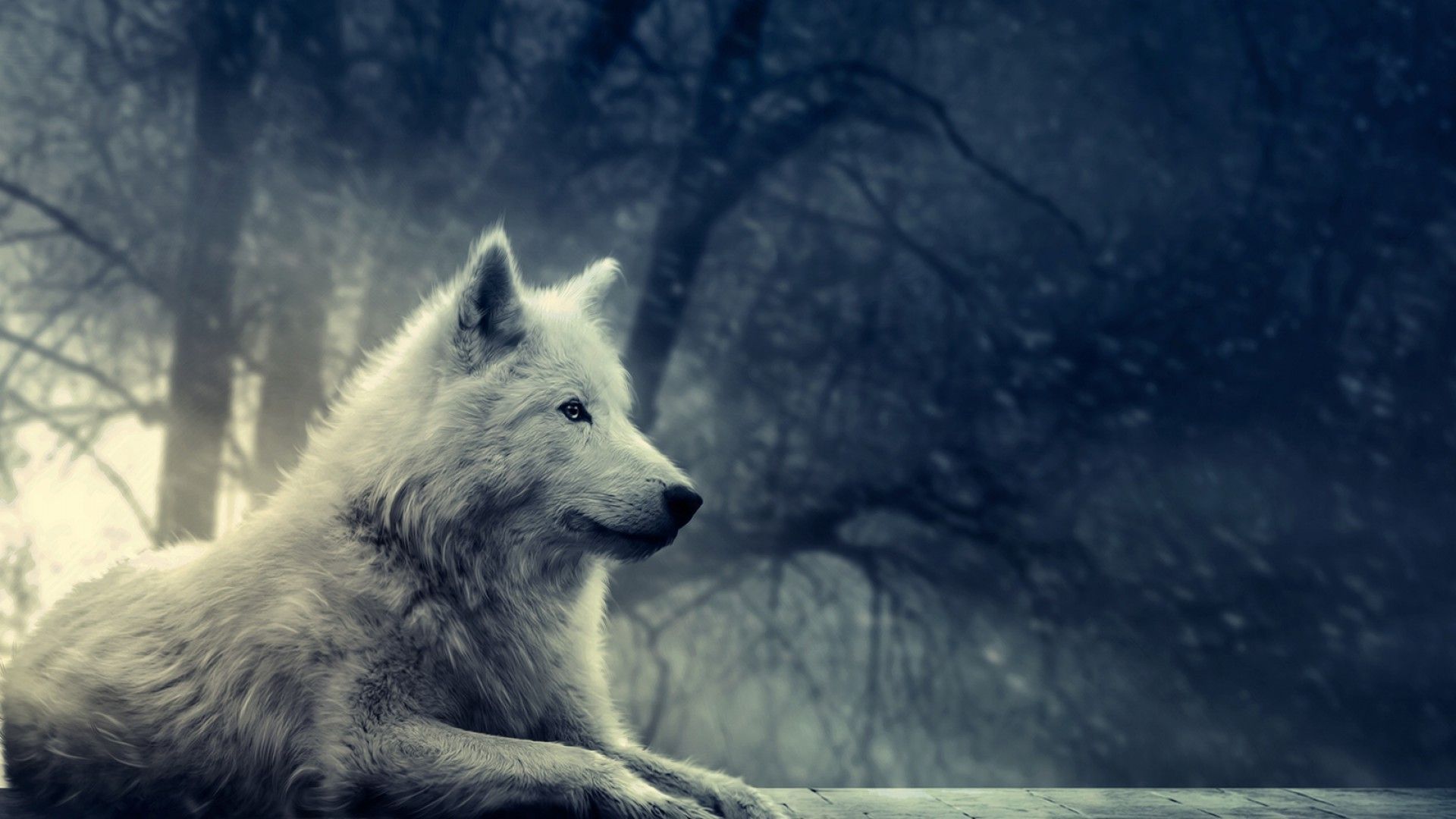 White wolves wallpapers