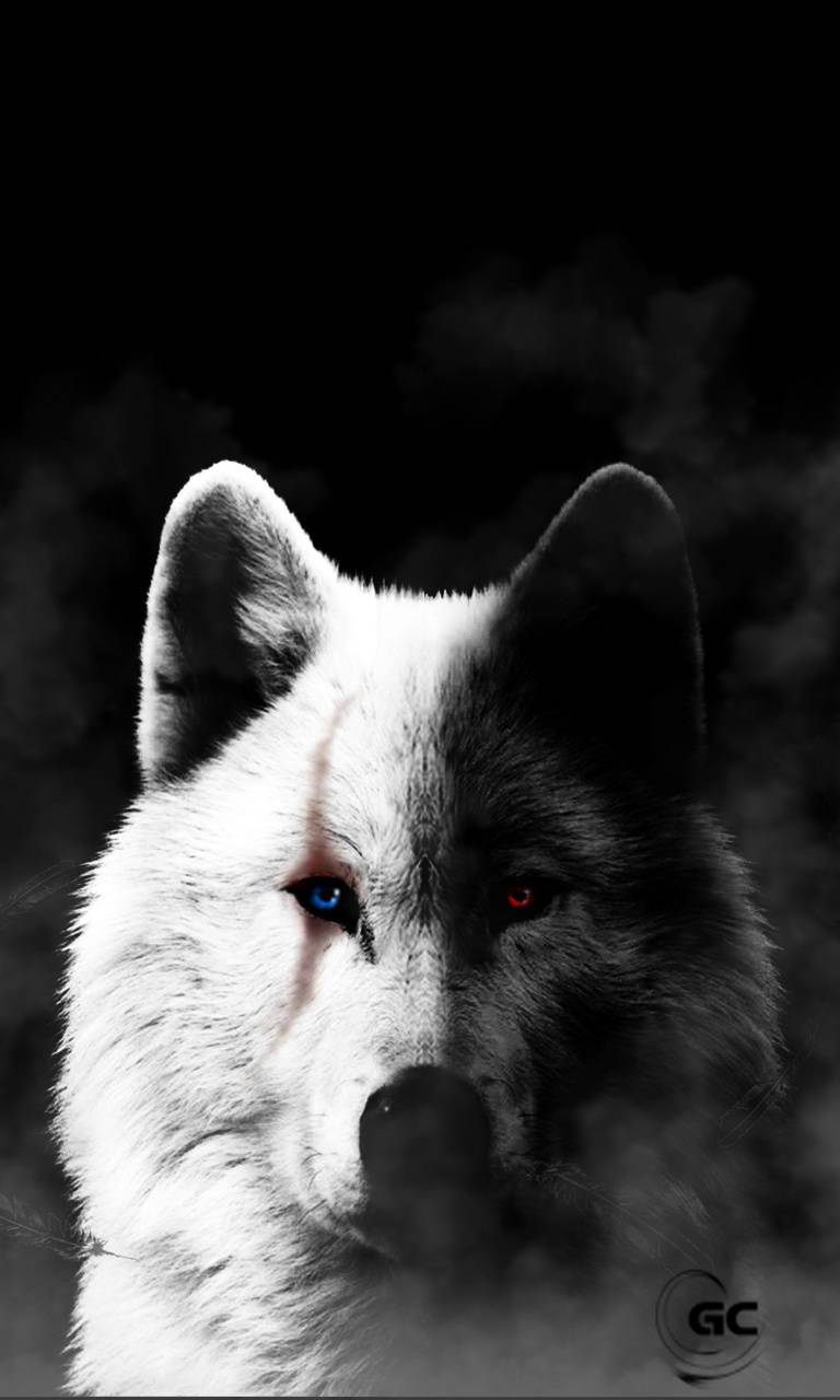 Cool black and white wolf wallpapers