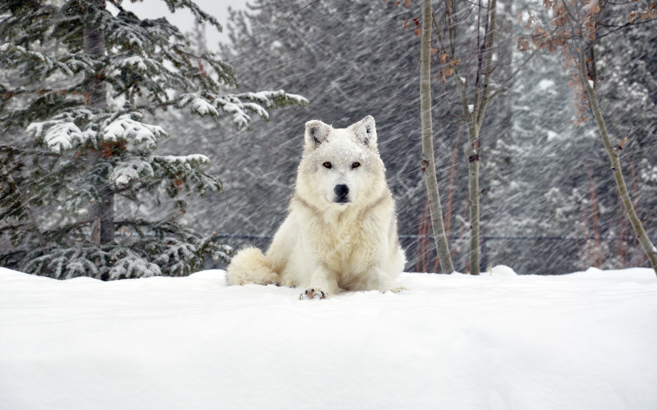 White wolf wallpaper