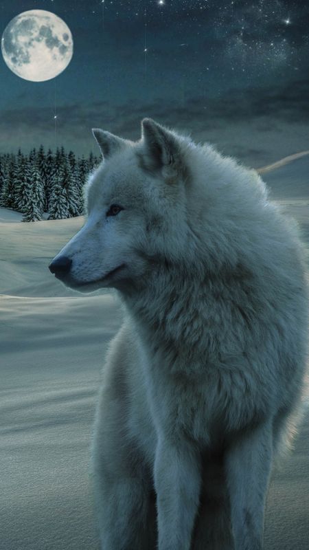 White wolf wallpaper download