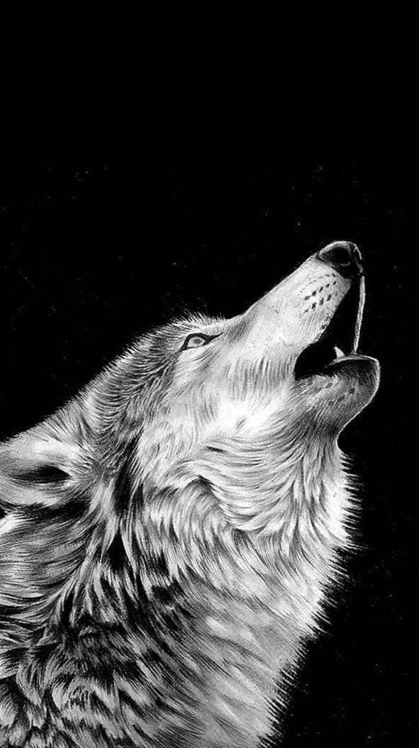 Black and white wolf wallpapers iphone