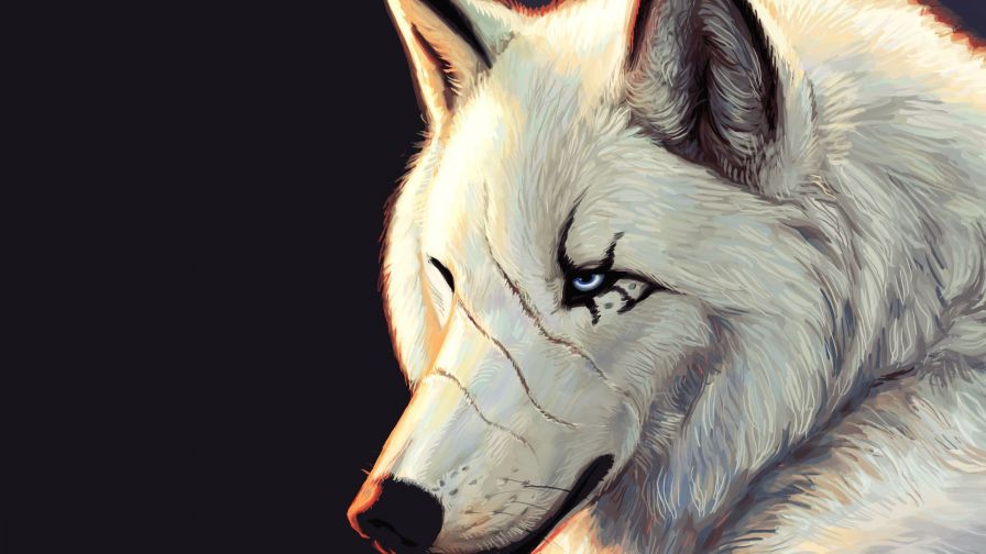 White wolf hd wallpaper