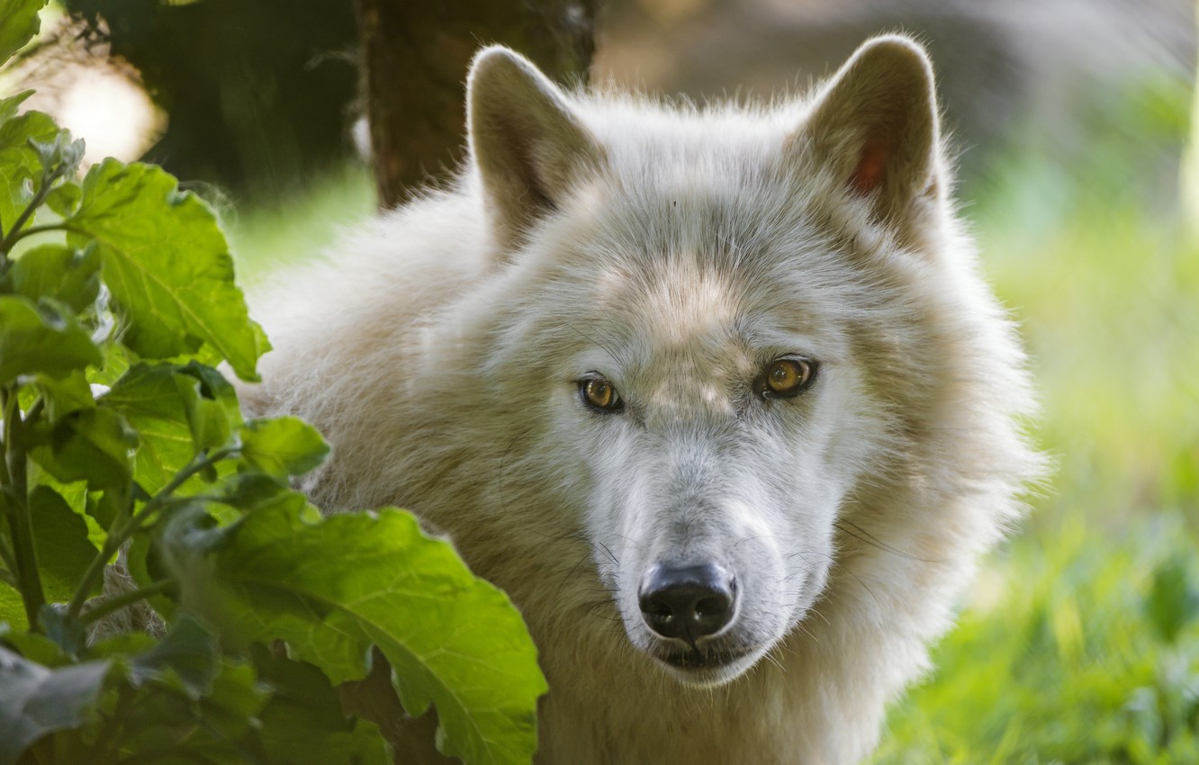 Wallpaper look face wolf arctic wolf images for desktop section ððððñðñðµ