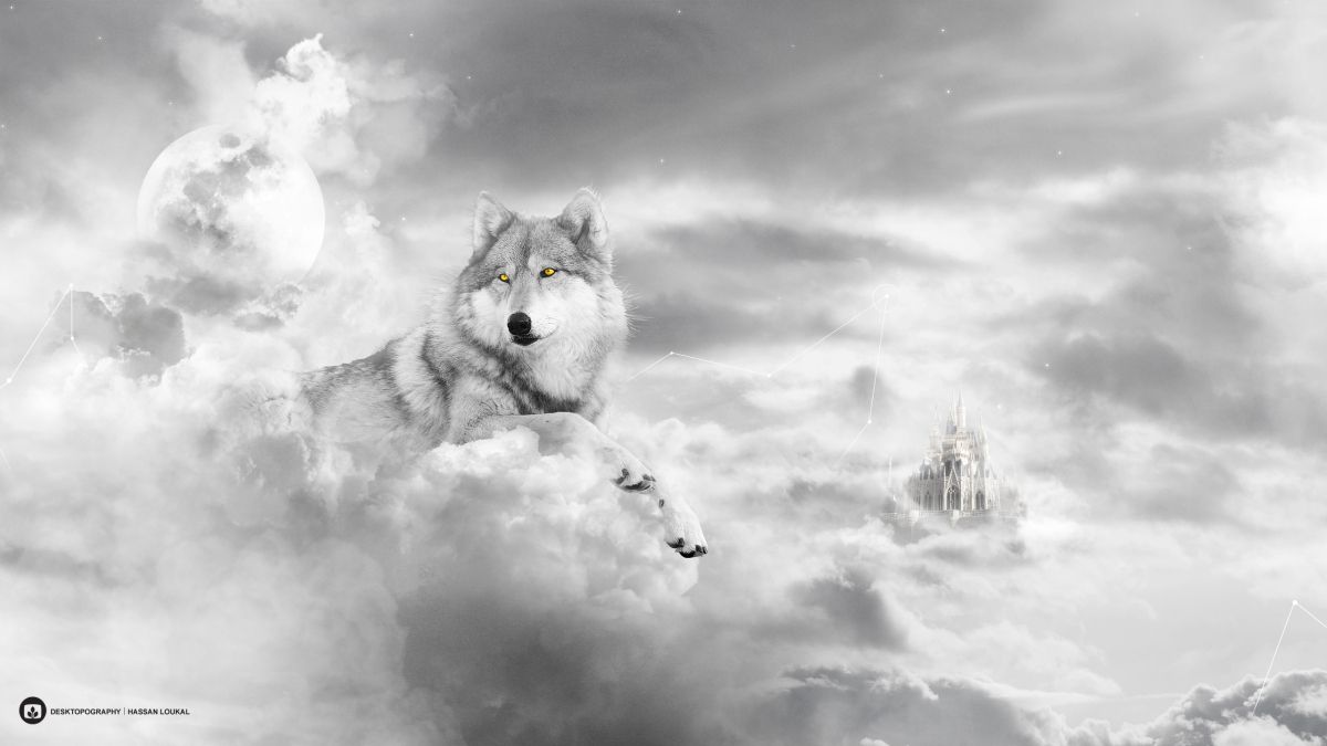 White wolf wolf pictures wolf wallpaper wolf background