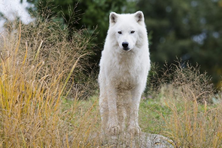 White wolf wolves wallpapers hd desktop and mobile backgrounds