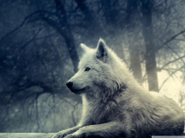 White wolf painting â k hd desktop wallpaper for k ultra hd tv wolf background wolf photos wolf pictures