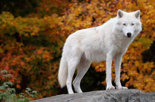 K white wolf pictures download free images on