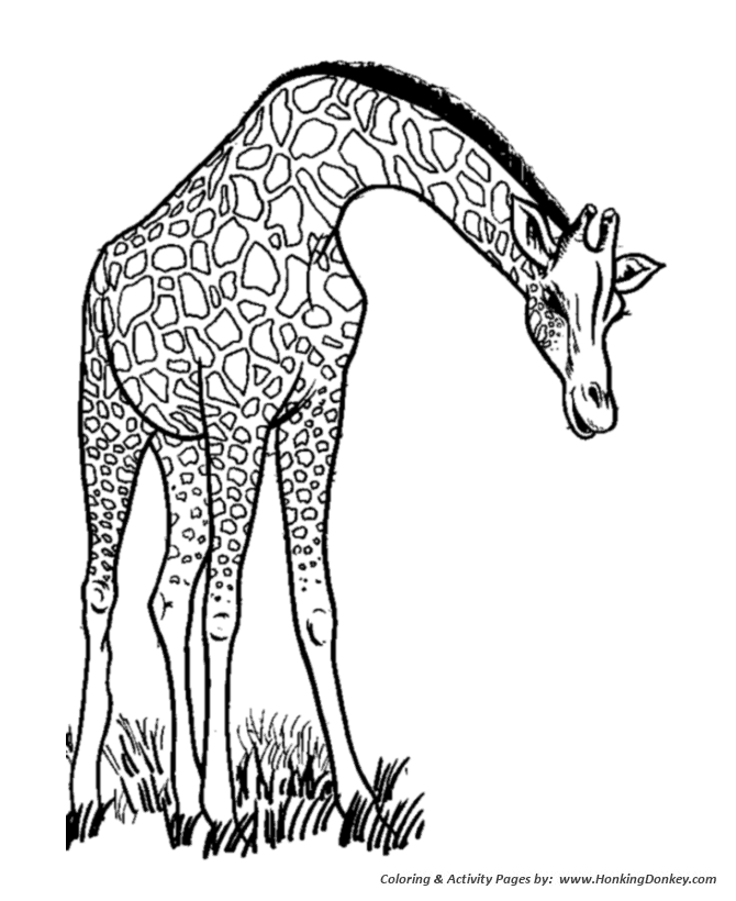 Wild animal coloring pages long neck giraffe eating coloring page and kids activity sheet