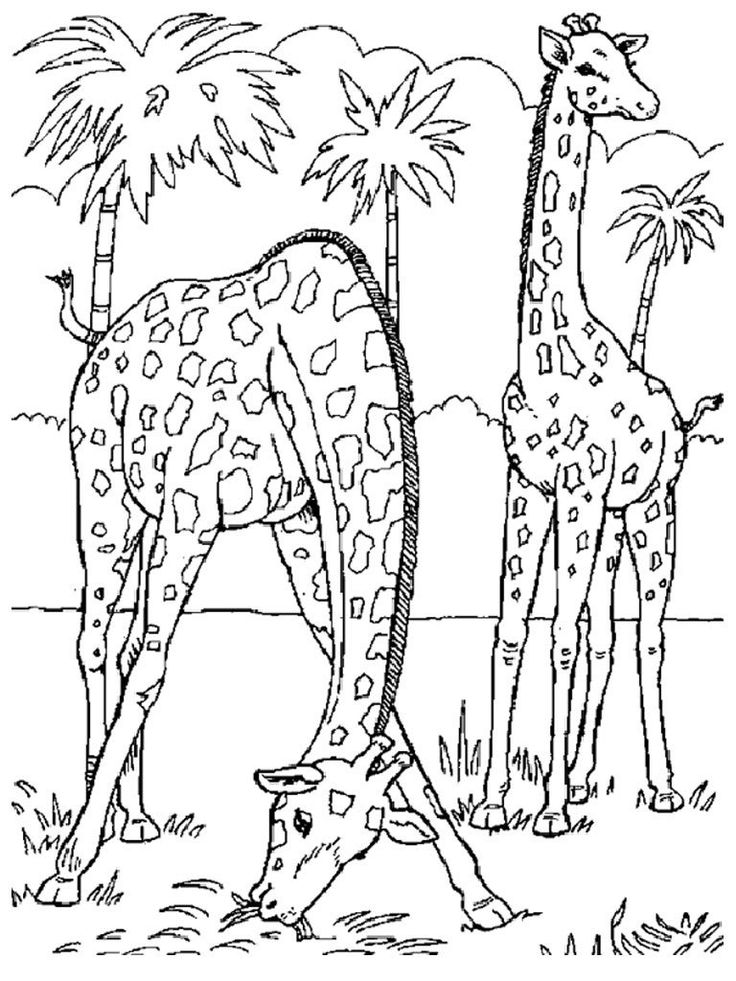 Wild animal coloring pages