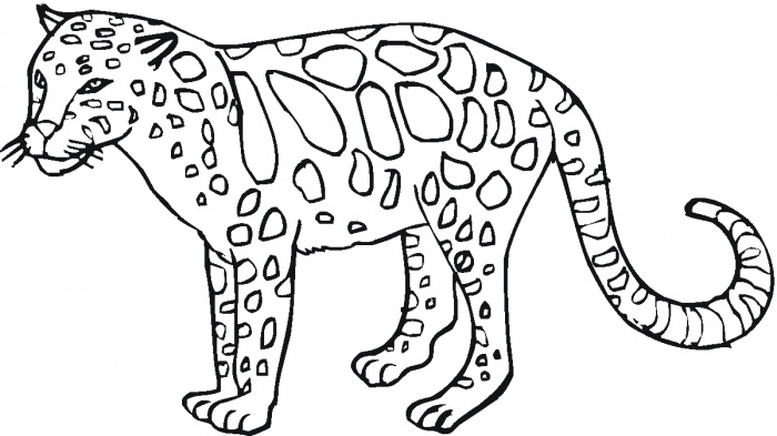 Wild animal coloring pages