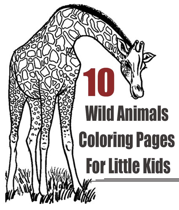 Top free printable wild animals coloring pages online animals wild animal coloring pages coloring pages