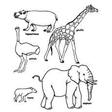 Top free printable wild animals coloring pages online zoo animal coloring pages animal coloring pages animals wild