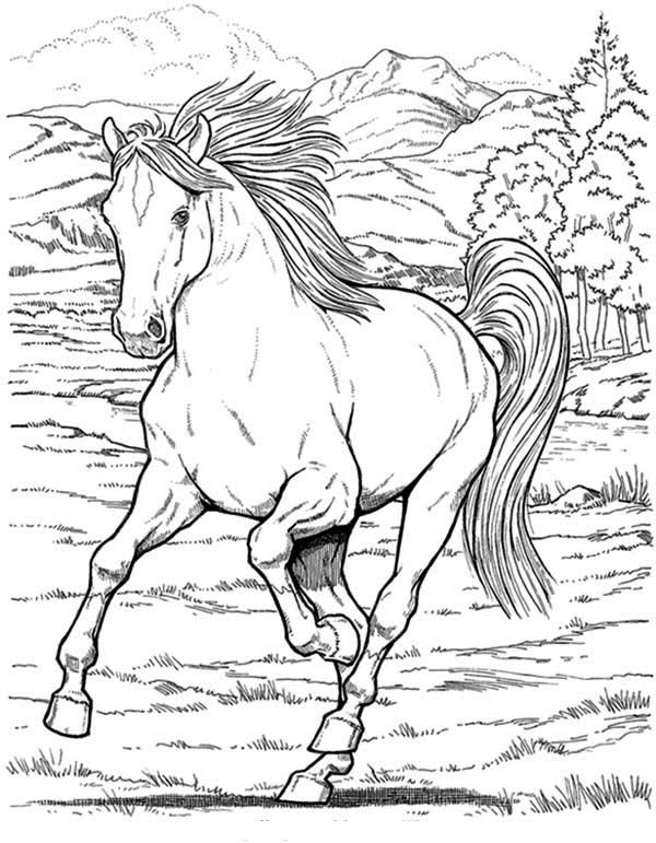 Wild horse in horses coloring page