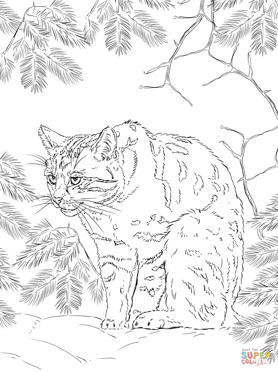 Scottish wildcat coloring page free printable coloring pages