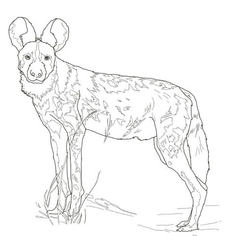 African wild dog coloring page free printable coloring pages