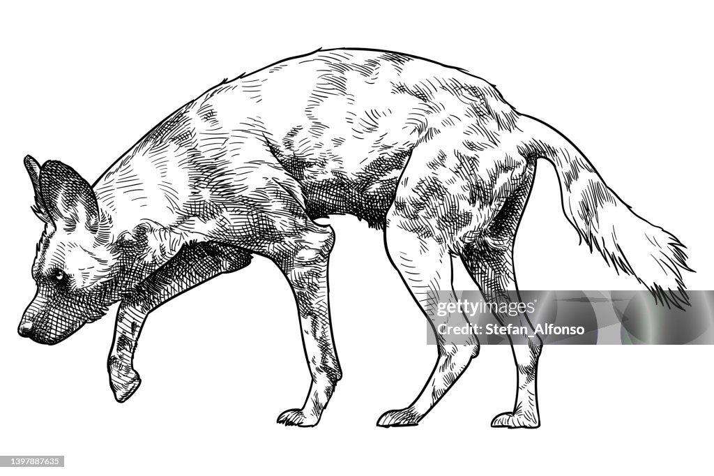 Vector drawing of an african wild dog high