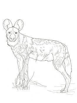 African wild dog coloring page super coloring african wild dog wild dogs dog coloring page