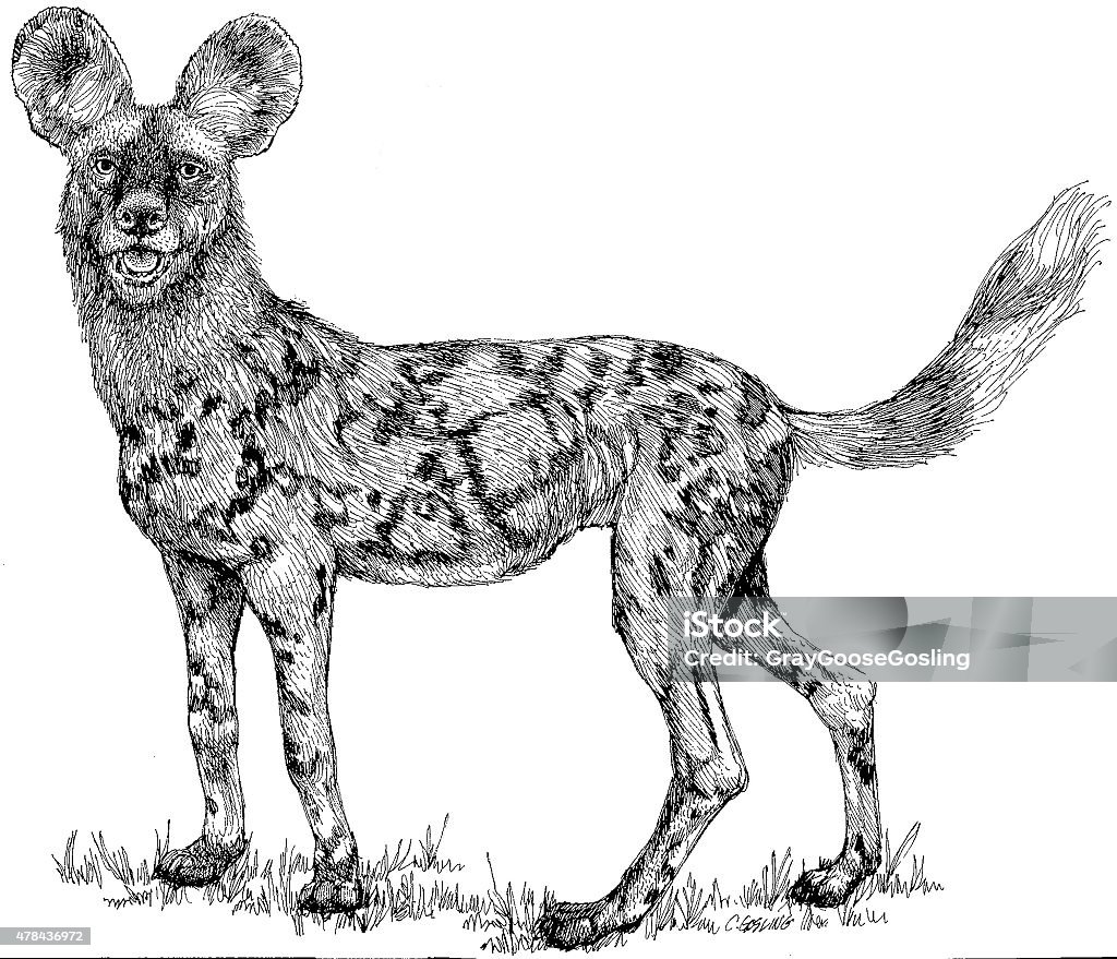 African wild dog stock illustration