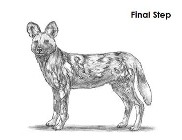 How to draw an african wild dog