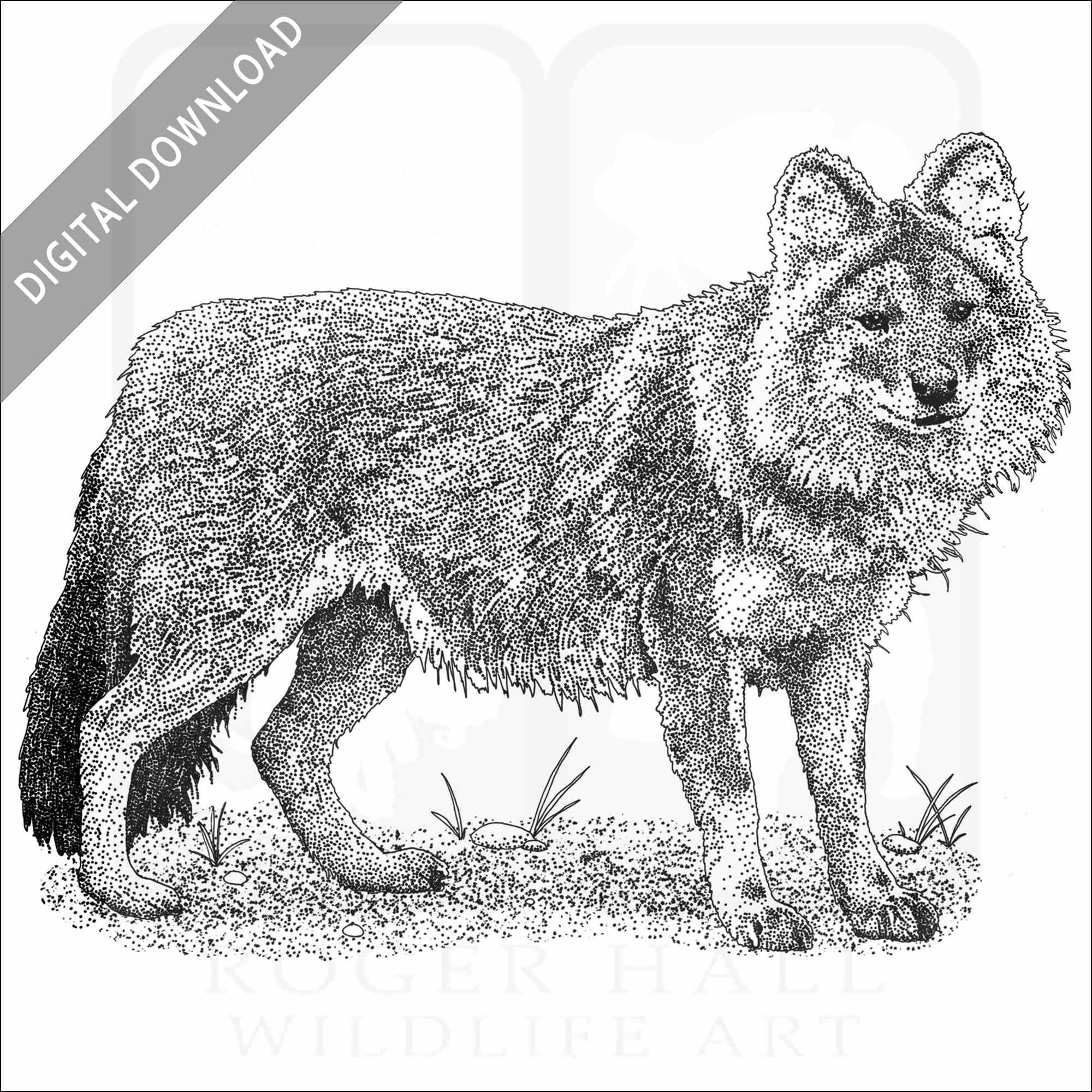 Stock art drawing of a dhole or asiatic wild dog