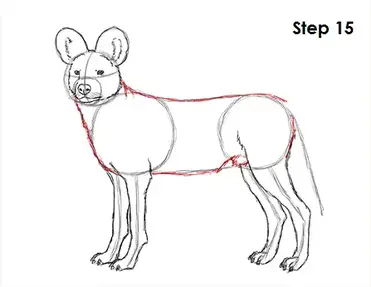 How to draw an african wild dog