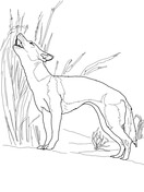 Wild dogs coloring pages free coloring pages