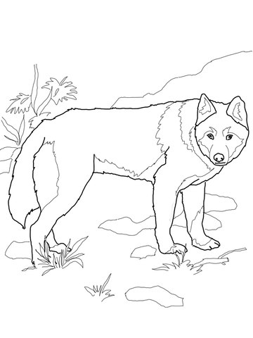 Dingo wild dog coloring page free printable coloring pages