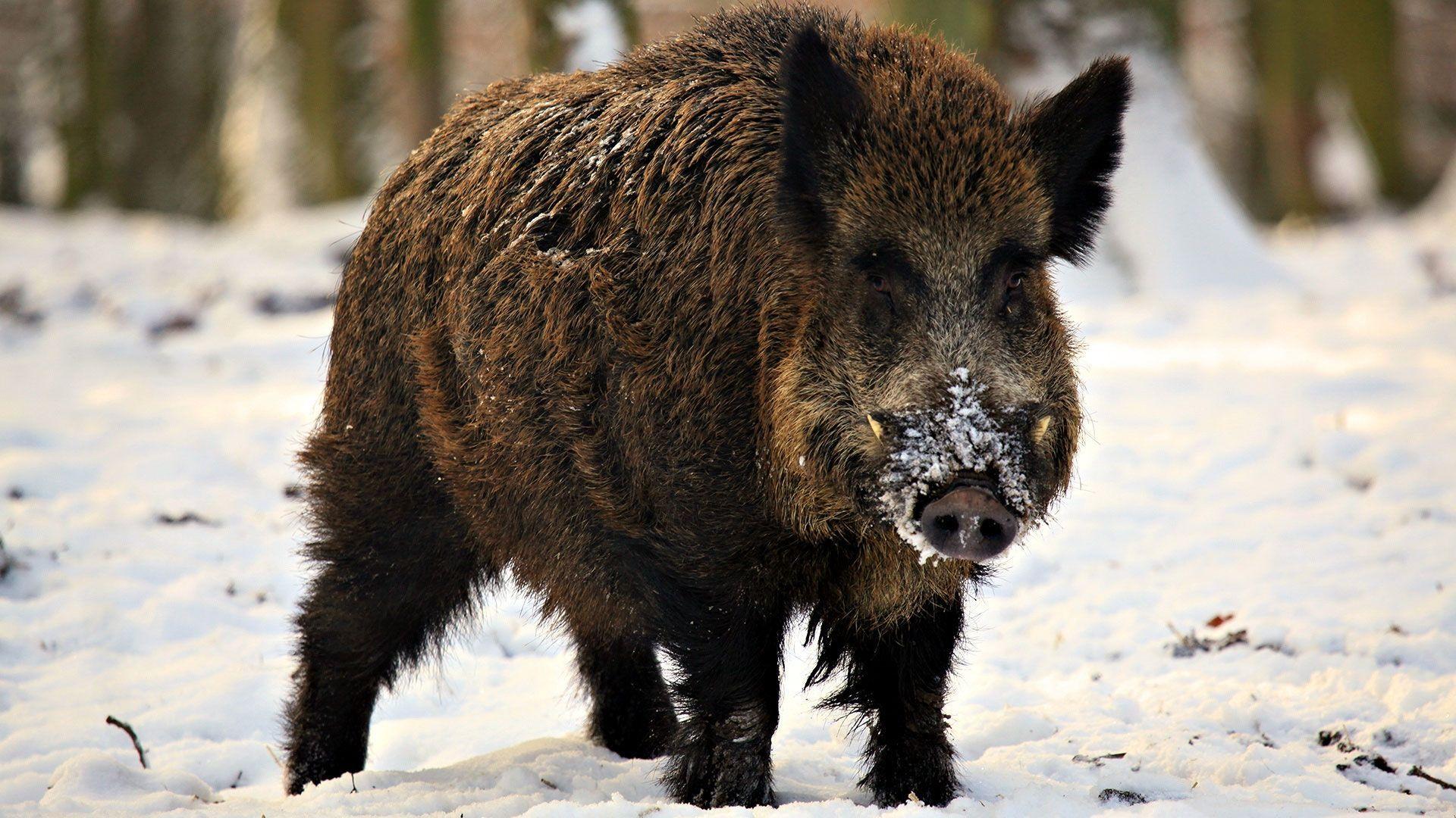 Wild pigs wallpapers