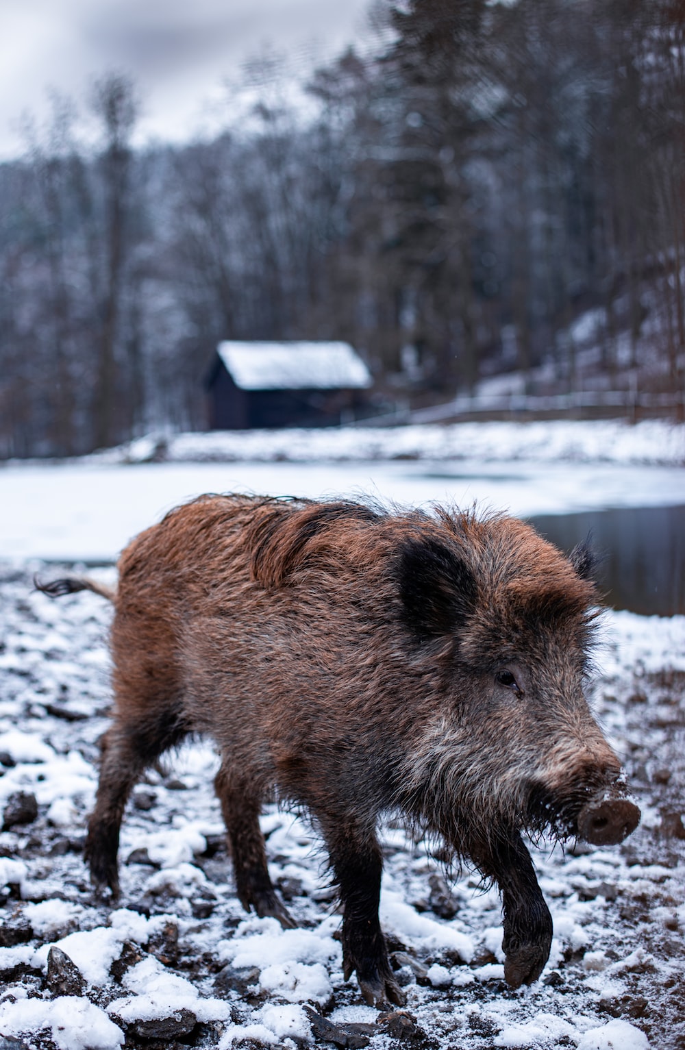 Wild boar pictures hq download free images on