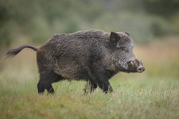 Wild pig stock photos pictures royalty