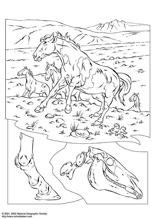 Coloring page wild horses